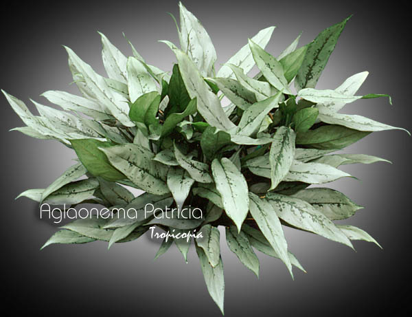 Aglaonema - Aglaonema 'Patricia' - Chinese Evergreen